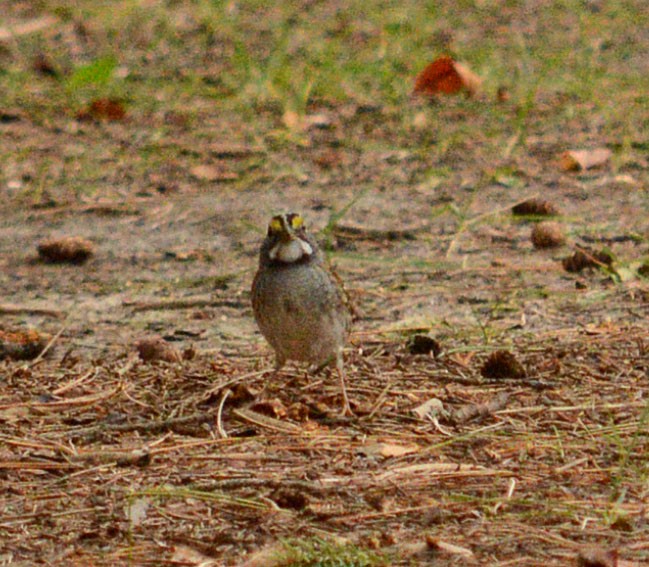 White-throated Sparrow - ML20528681