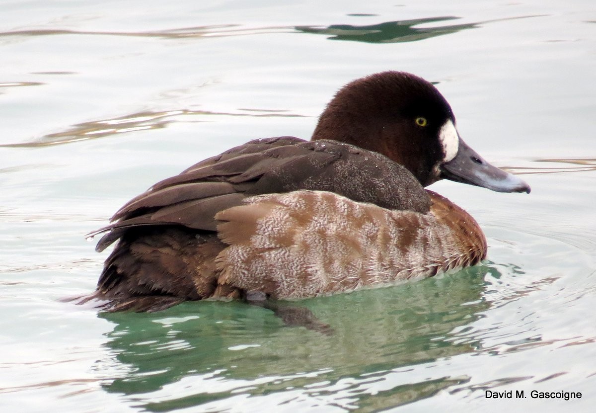 Greater Scaup - ML205287931