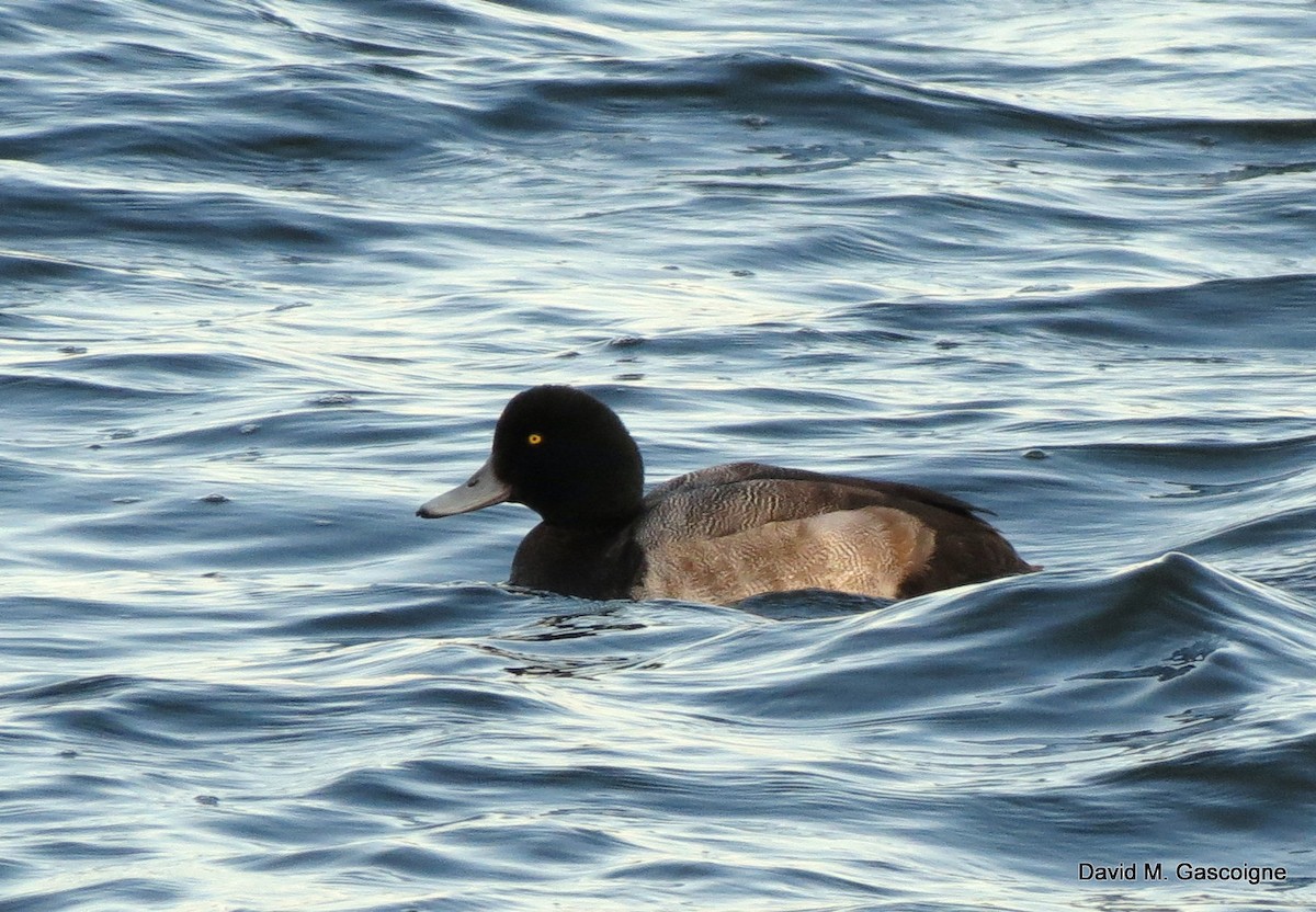 Greater Scaup - ML205288001
