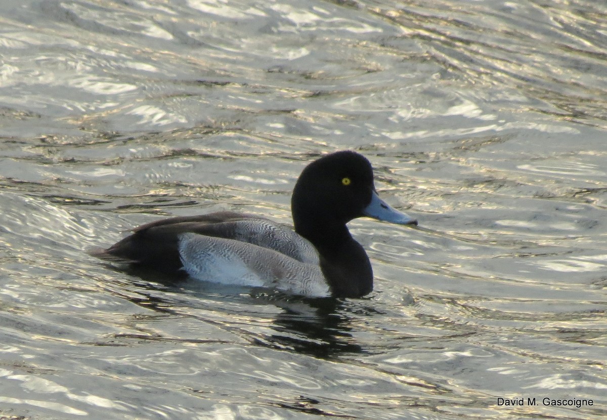 Greater Scaup - ML205288011