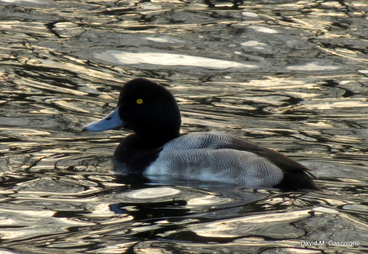 Greater Scaup - ML205288021