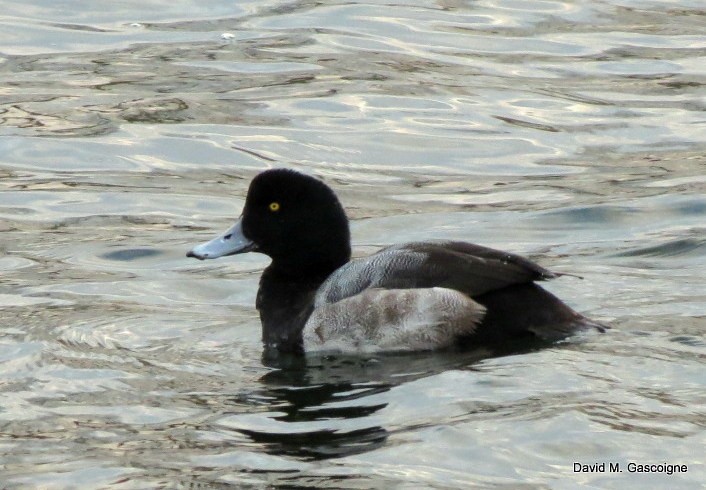 Greater Scaup - ML205288031