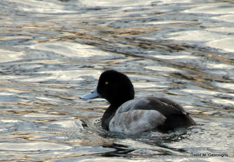 Greater Scaup - ML205288041
