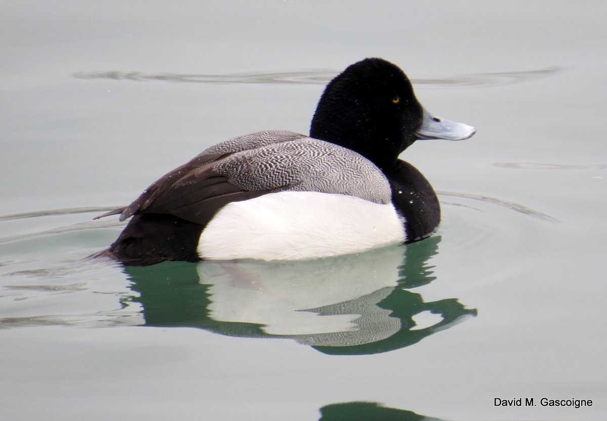 Greater Scaup - ML205288071