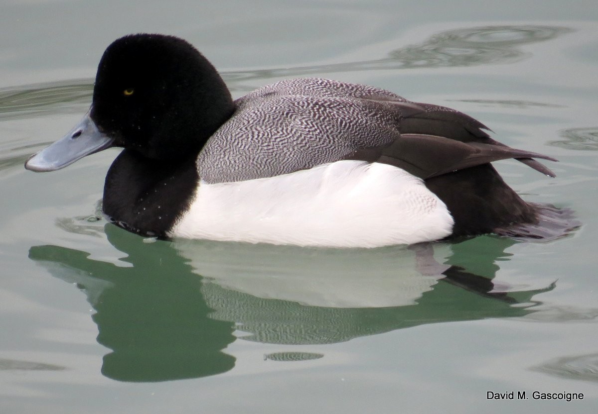 Greater Scaup - ML205288081