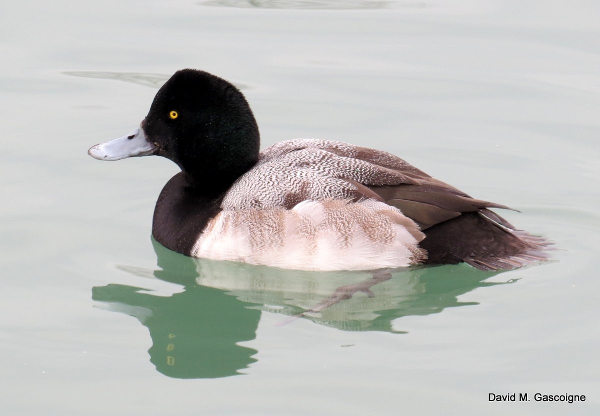 Greater Scaup - ML205288091
