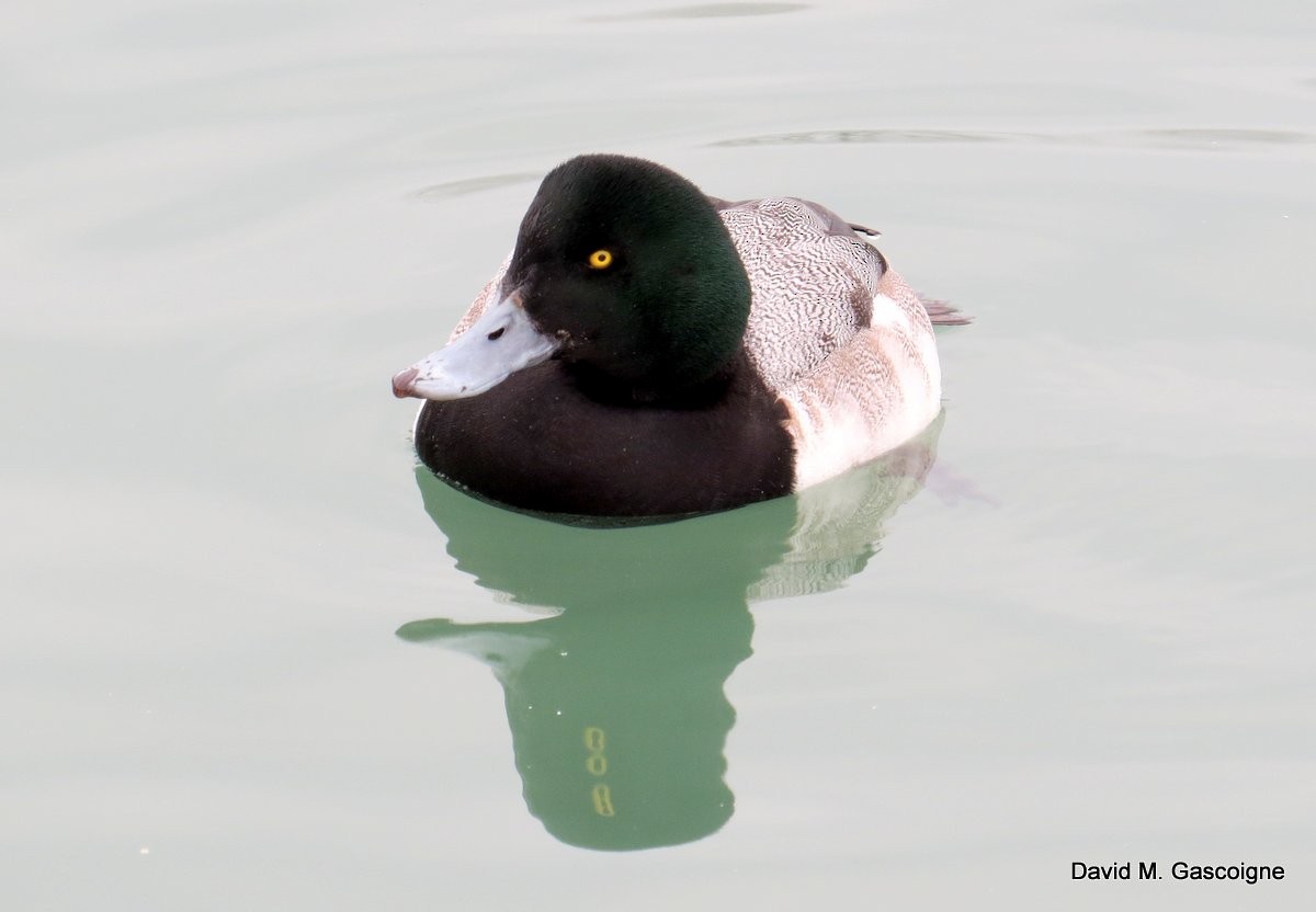 Greater Scaup - ML205288101
