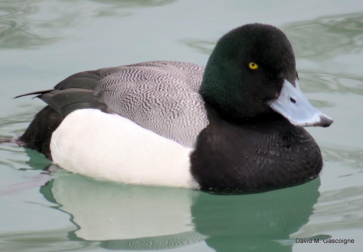 Greater Scaup - ML205288111