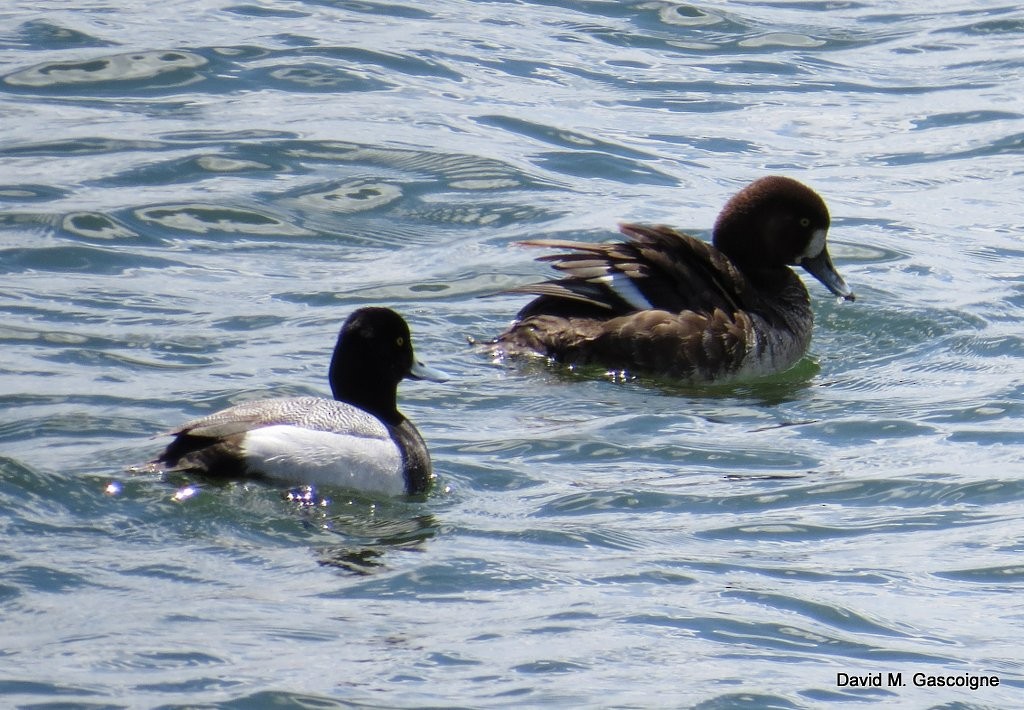 Greater Scaup - ML205288141