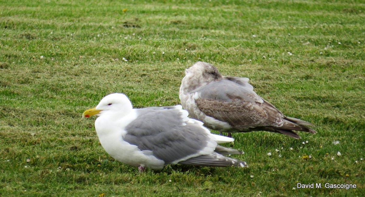 Glaucous-winged Gull - David Gascoigne