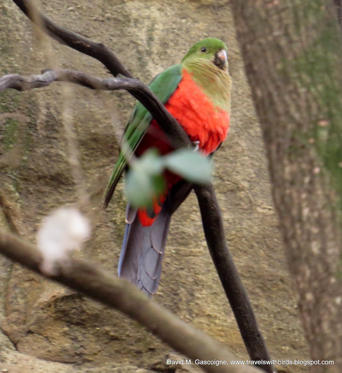 Australian King-Parrot - David Gascoigne