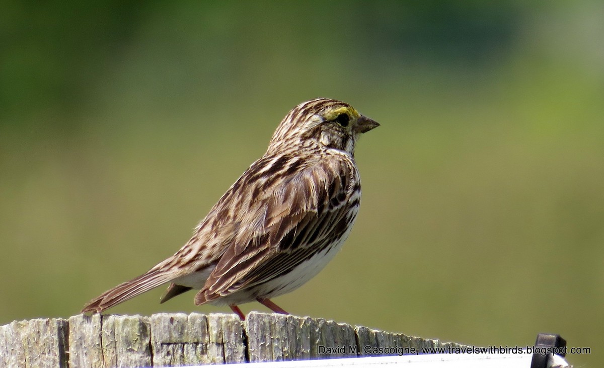 Savannah Sparrow (Savannah) - David Gascoigne