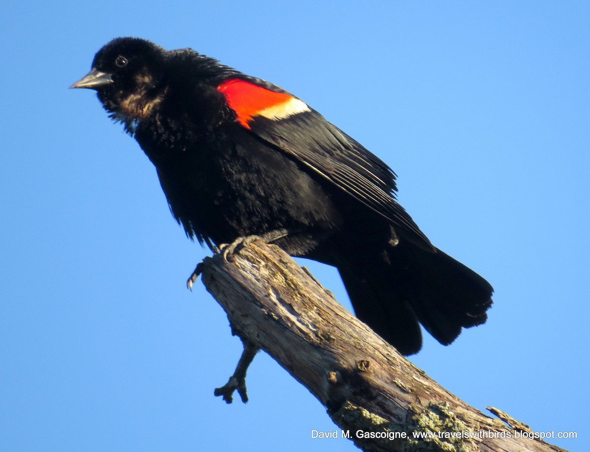 Red-winged Blackbird - David Gascoigne