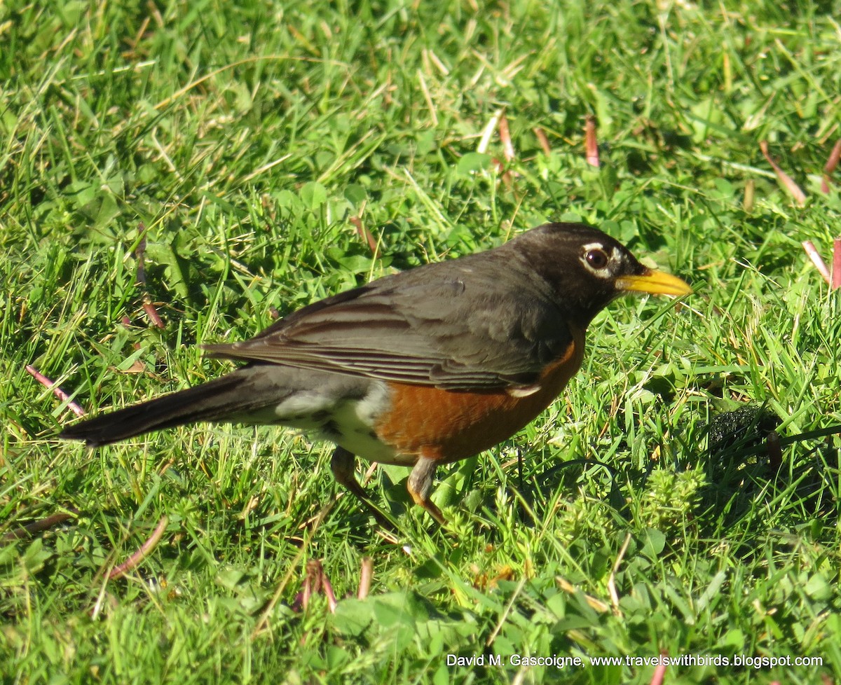 American Robin (migratorius Group) - David Gascoigne