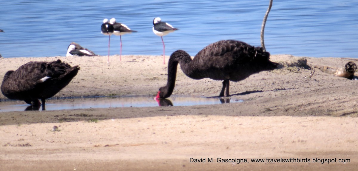 Black Swan - David Gascoigne