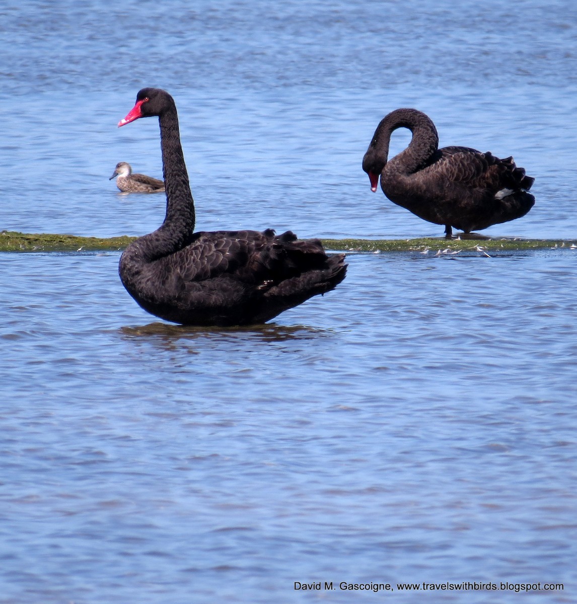 Black Swan - David Gascoigne