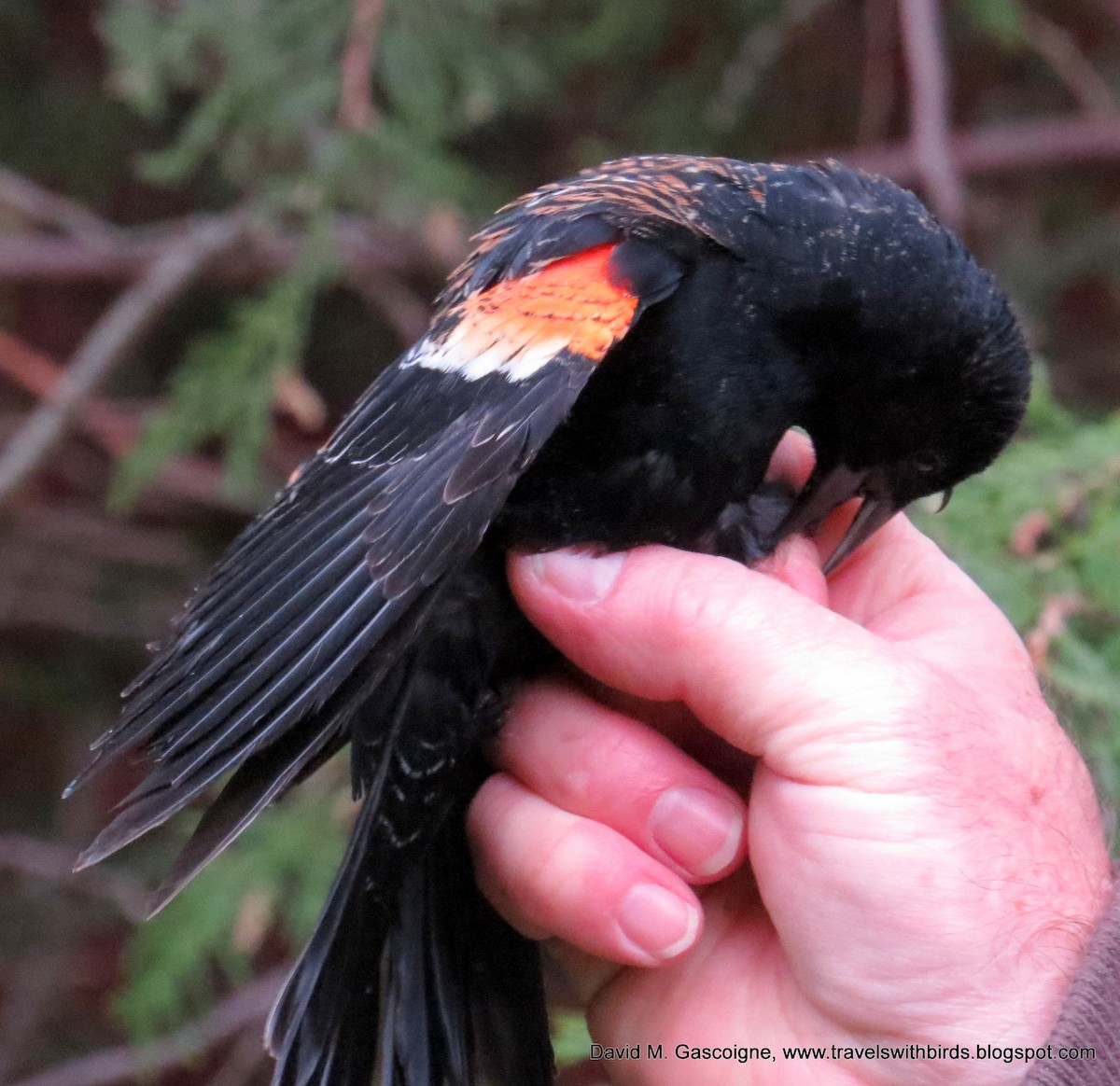 Red-winged Blackbird - David Gascoigne
