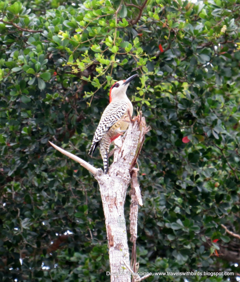 West Indian Woodpecker - David Gascoigne