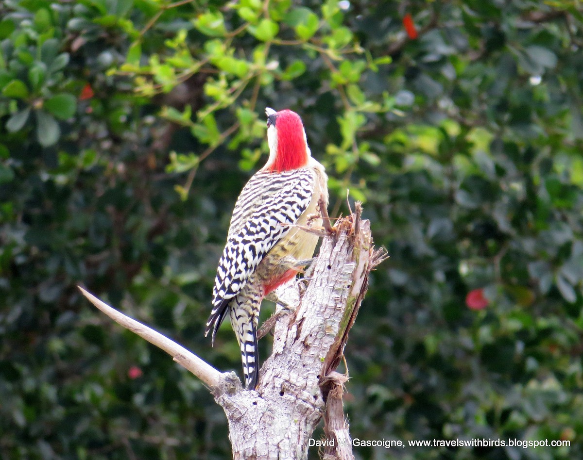 West Indian Woodpecker - David Gascoigne