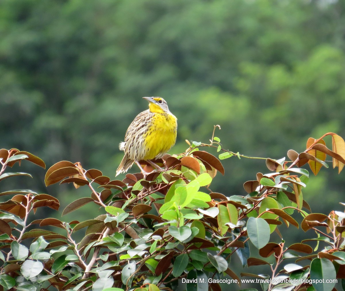 Eastern Meadowlark (Cuban) - David Gascoigne