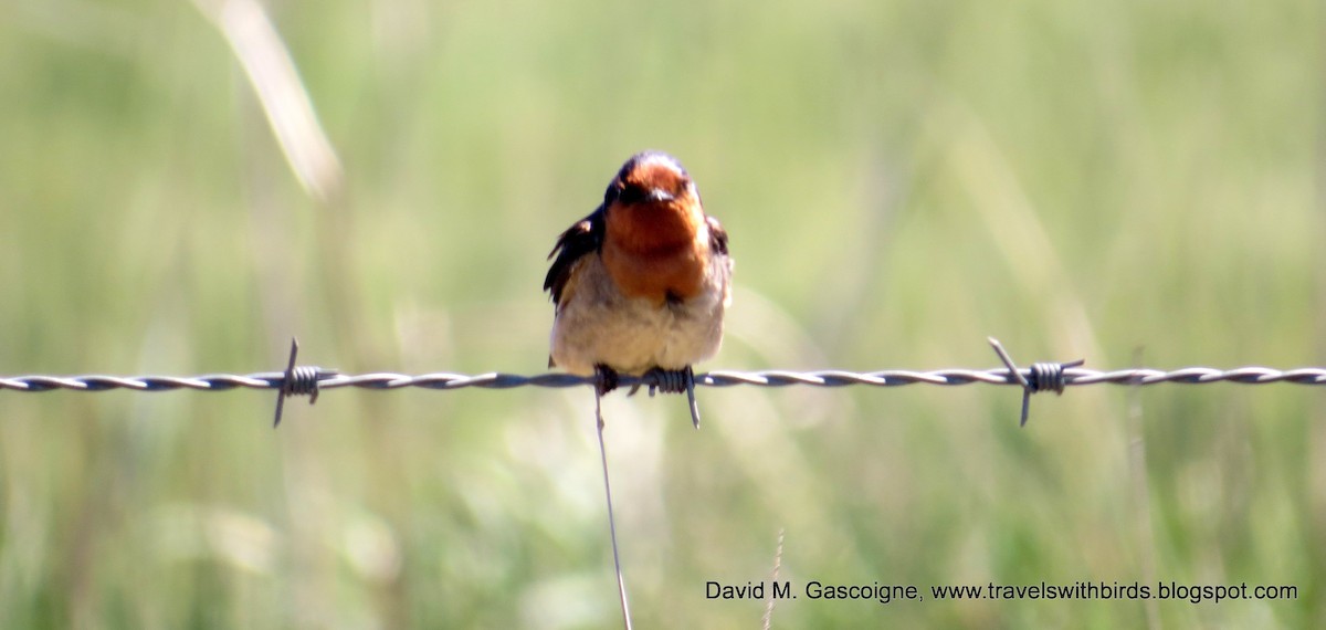 Welcome Swallow - David Gascoigne