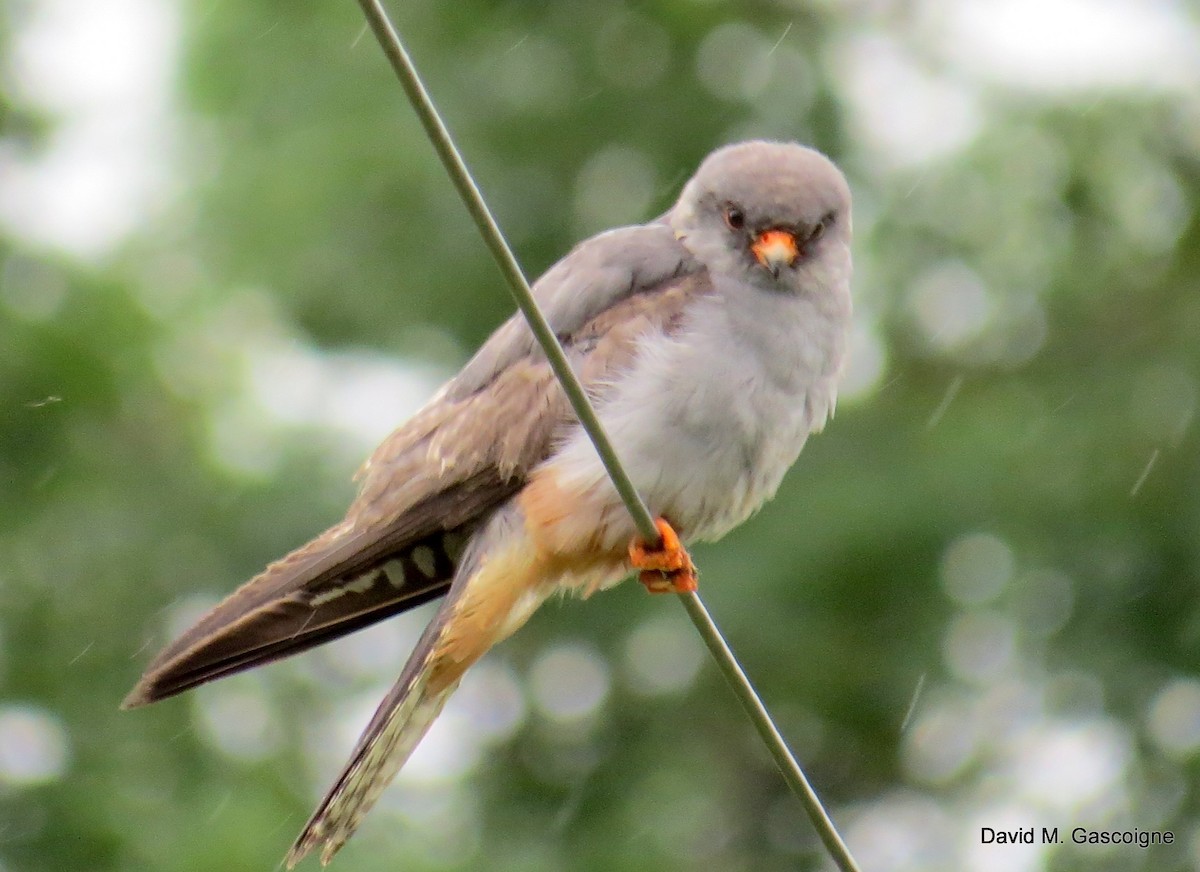 Red-footed Falcon - ML205299131