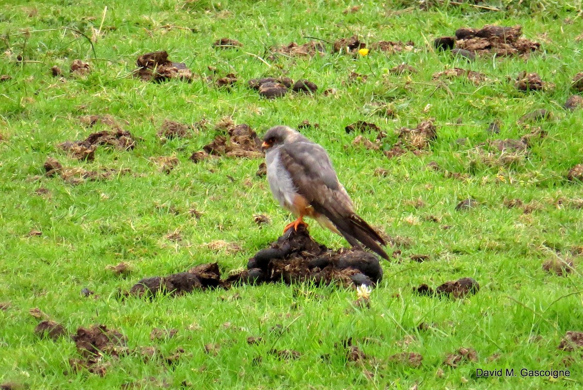 Red-footed Falcon - ML205299161