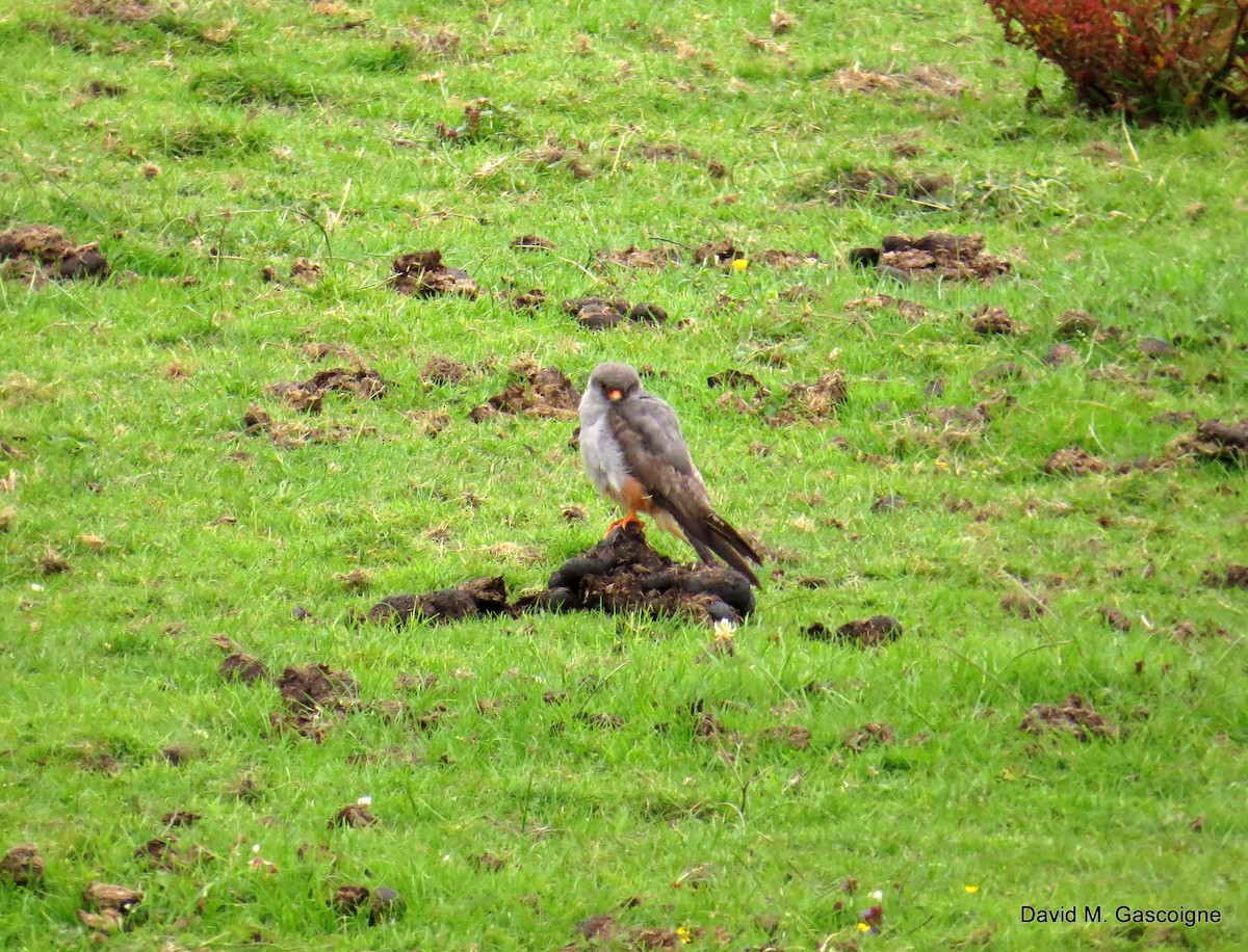 Red-footed Falcon - ML205299171