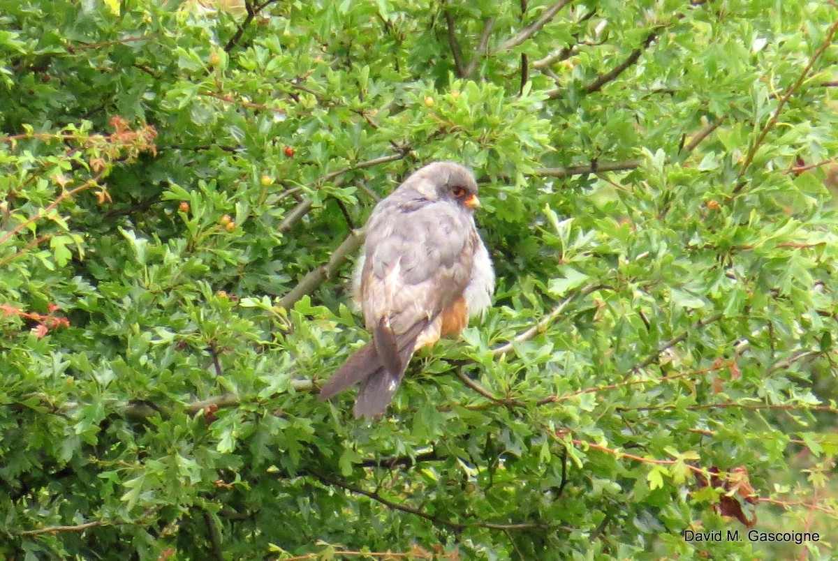 Red-footed Falcon - ML205299181