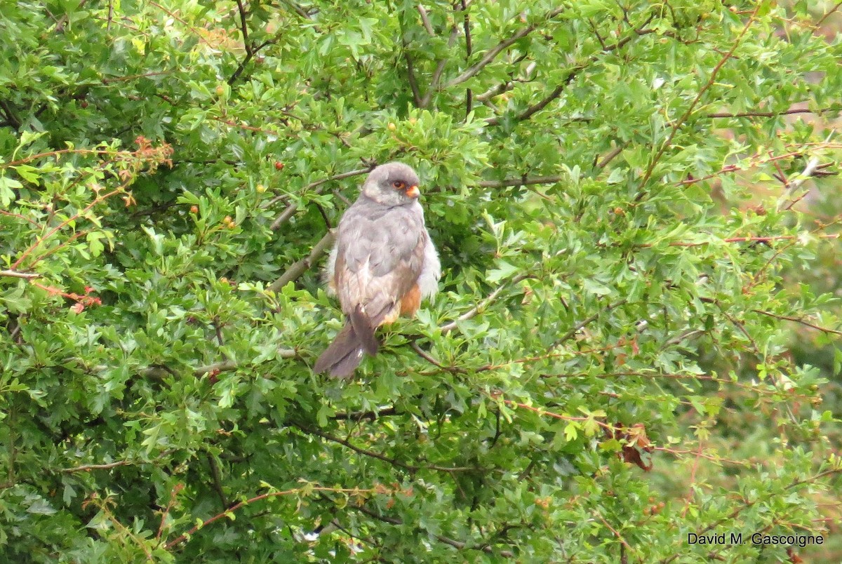 Red-footed Falcon - ML205299191