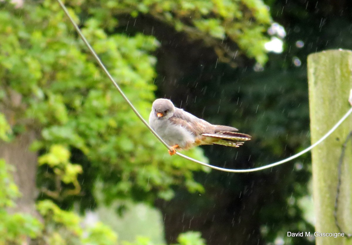 Red-footed Falcon - ML205299201