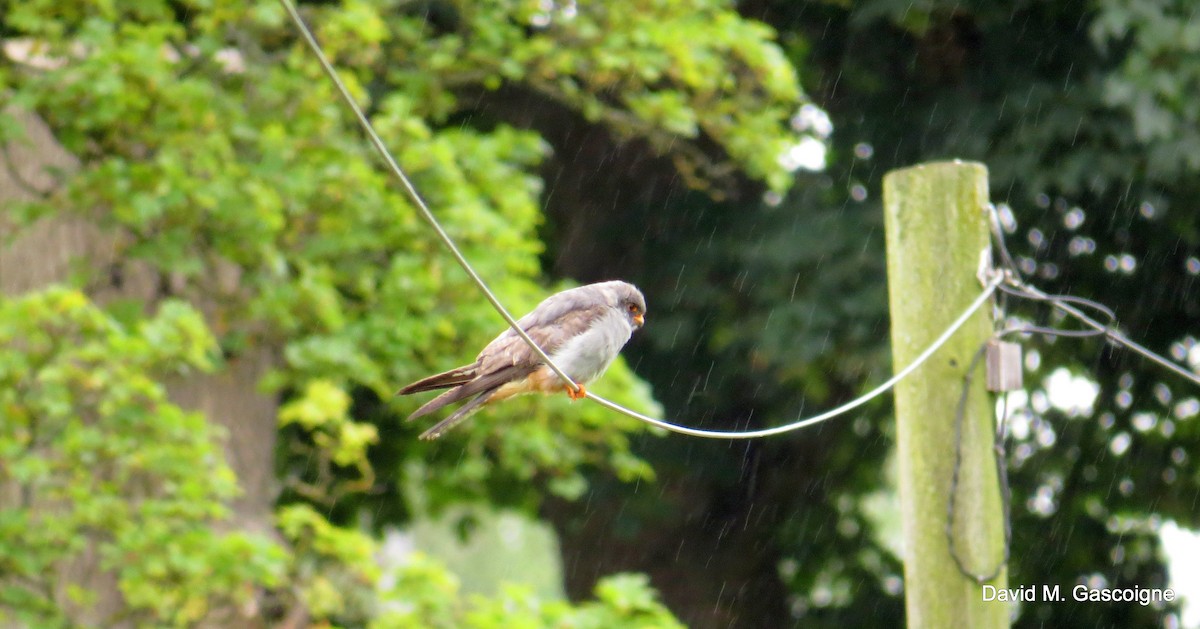 Red-footed Falcon - ML205299211