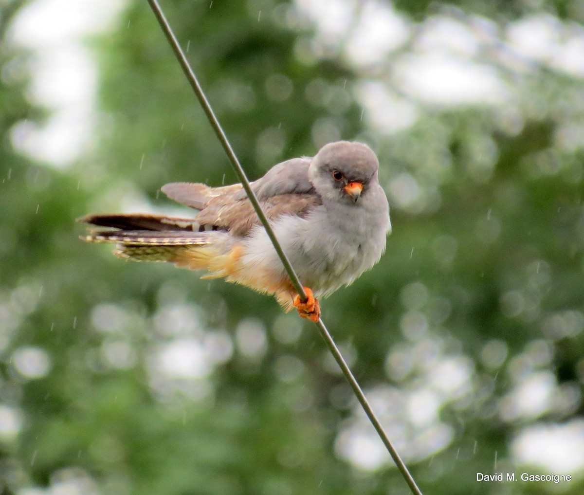 Red-footed Falcon - ML205299221
