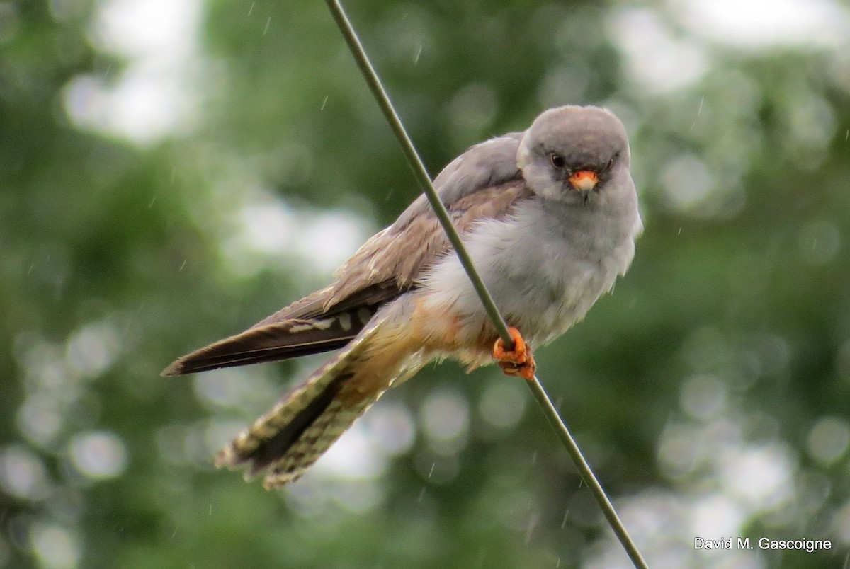 Red-footed Falcon - ML205299231