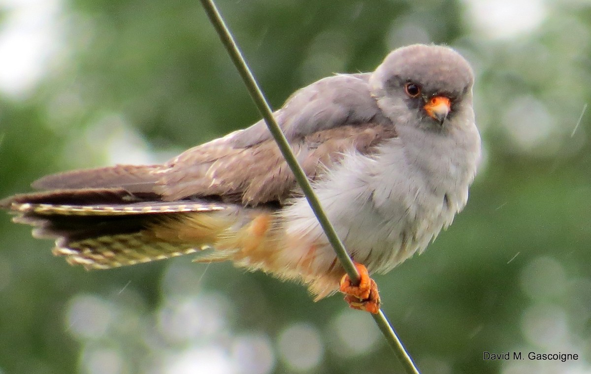 Red-footed Falcon - ML205299241