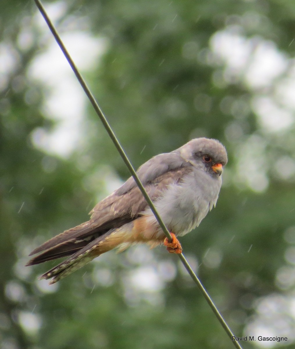 Red-footed Falcon - ML205299251