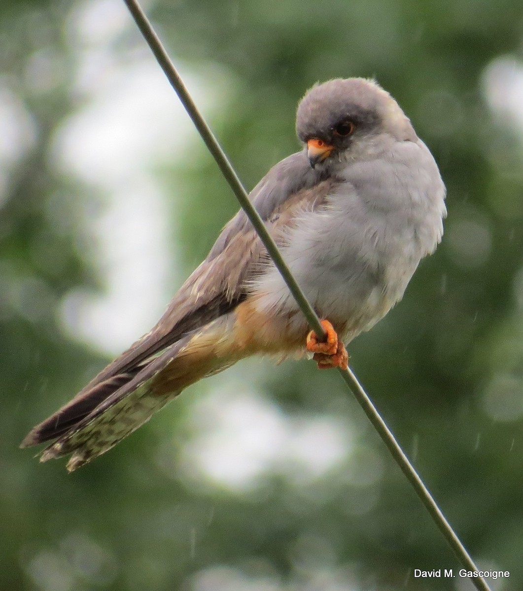 Red-footed Falcon - ML205299261
