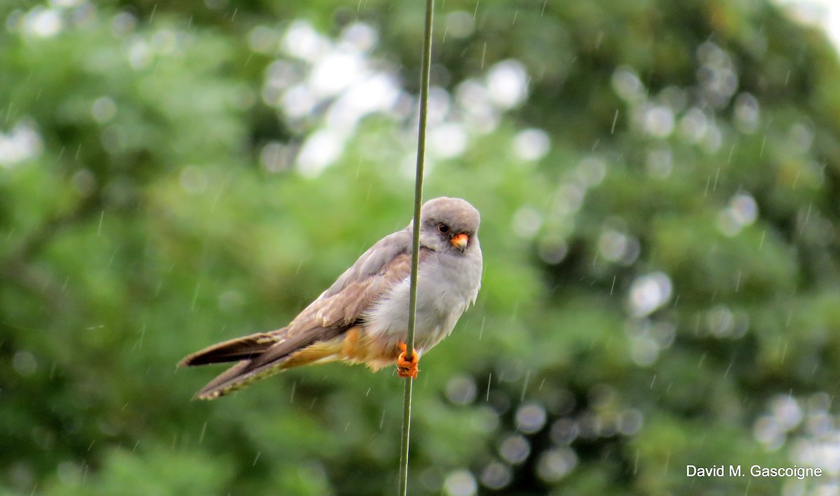 Red-footed Falcon - ML205299271