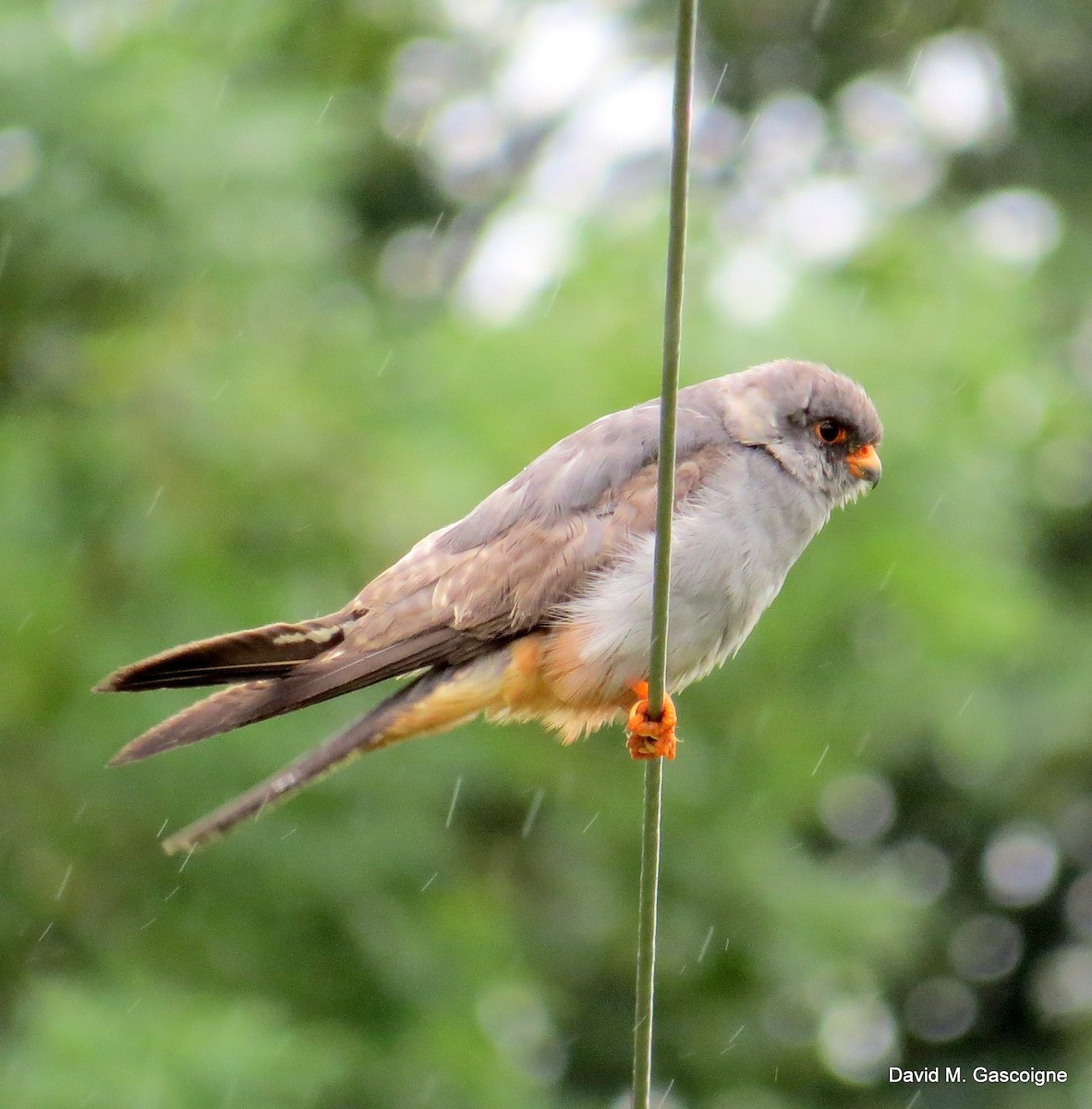 Red-footed Falcon - ML205299281