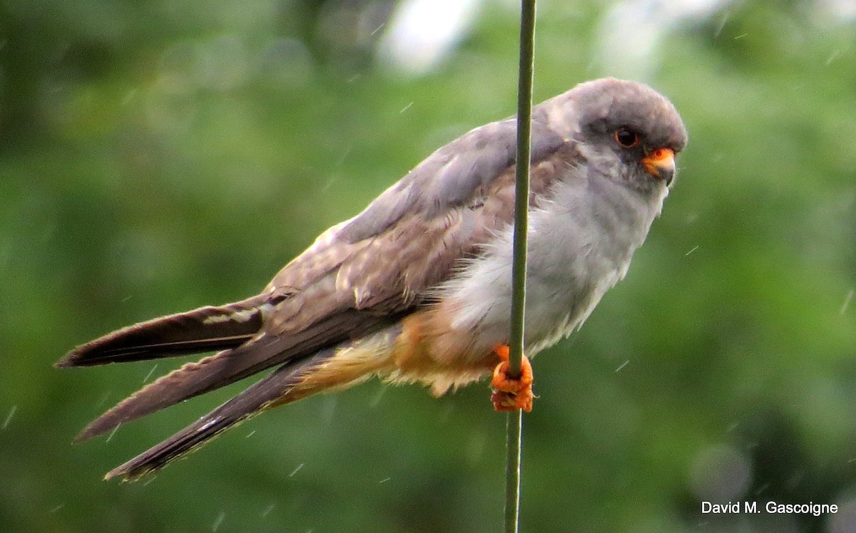 Red-footed Falcon - ML205299291