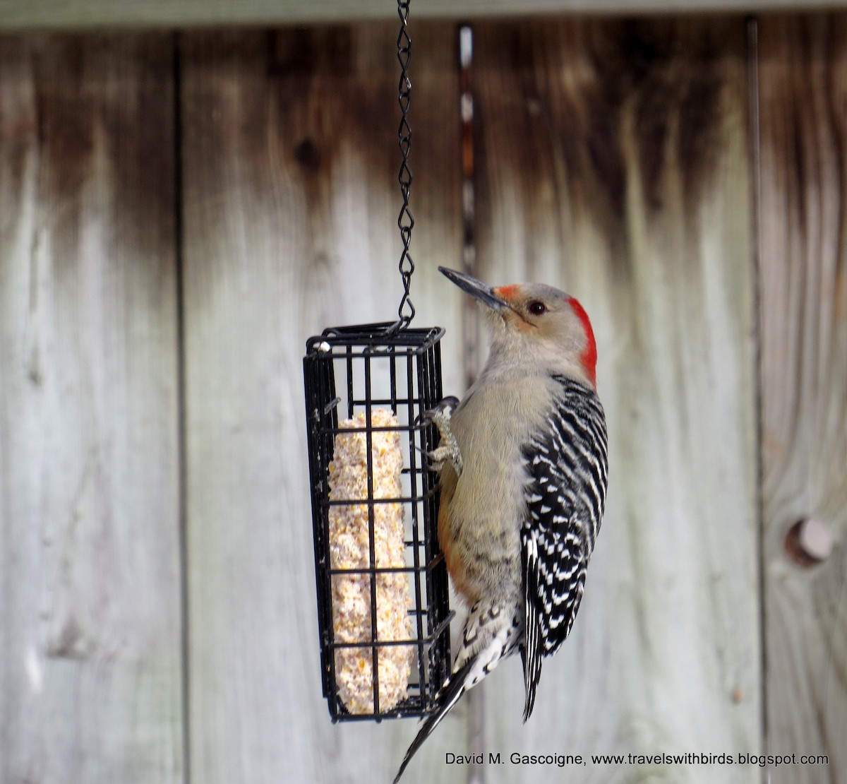 Red-bellied Woodpecker - David Gascoigne