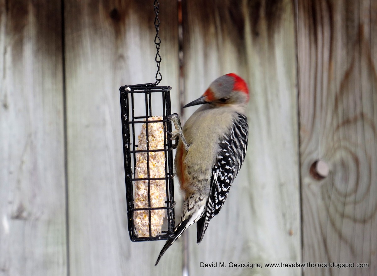 Red-bellied Woodpecker - David Gascoigne
