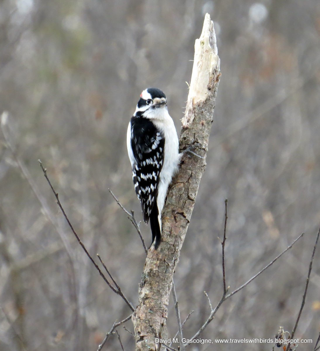 Downy Woodpecker (Eastern) - ML205299631