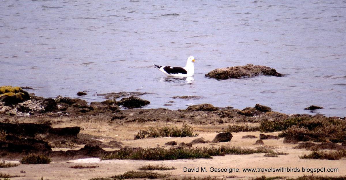 Kelp Gull (dominicanus) - David Gascoigne