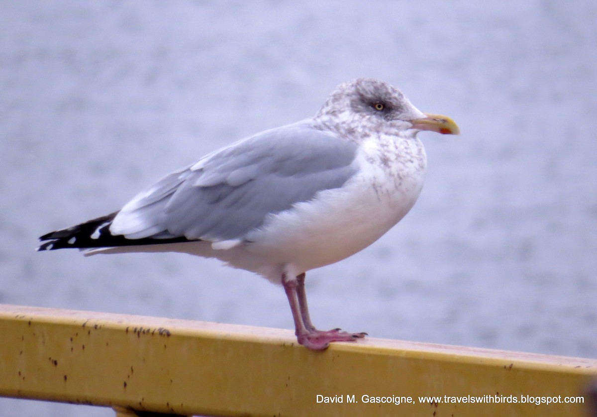 Herring Gull (American) - David Gascoigne