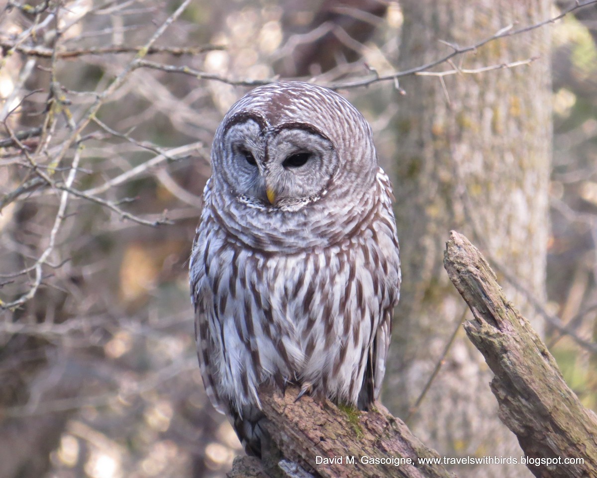 Barred Owl - David Gascoigne