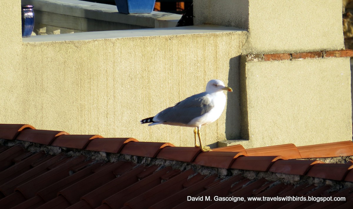 Yellow-legged Gull (michahellis) - David Gascoigne