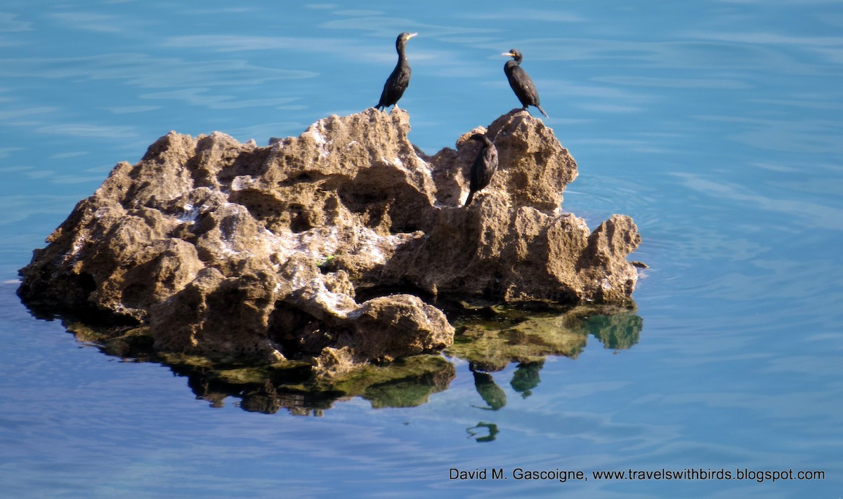 Great Cormorant (Eurasian) - David Gascoigne