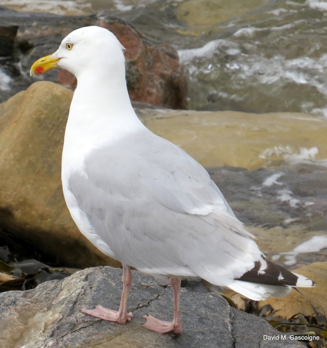 Herring Gull (European) - David Gascoigne