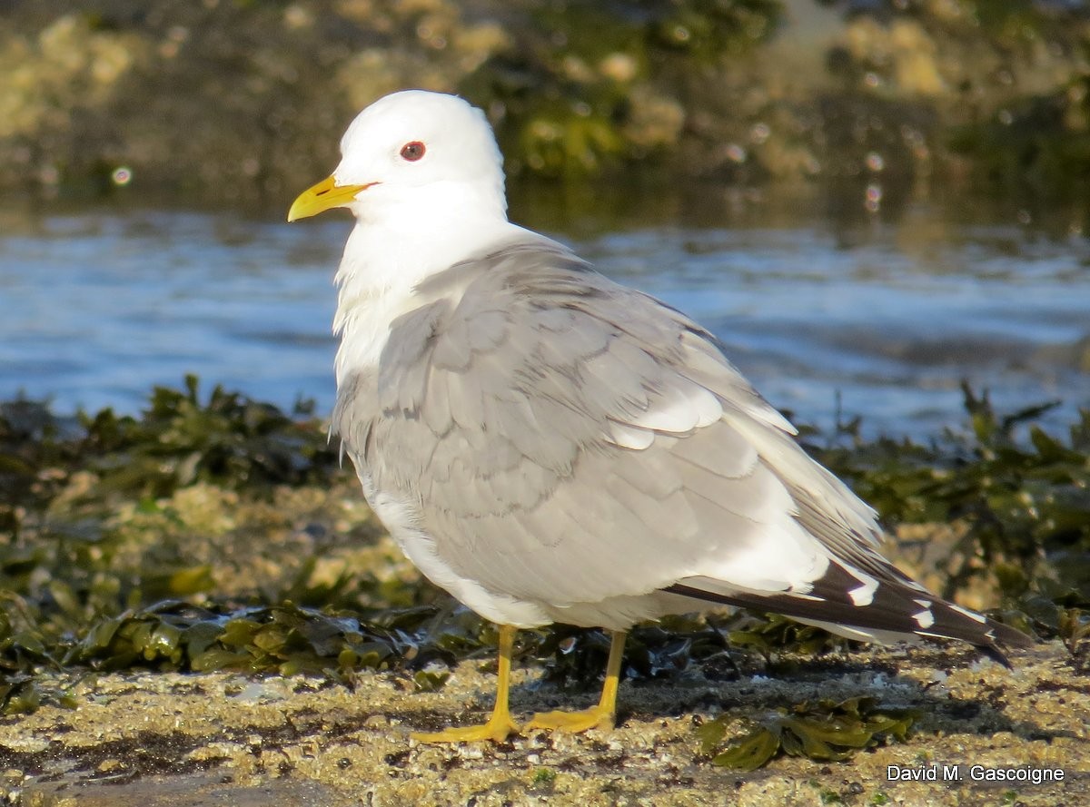 Short-billed Gull - David Gascoigne